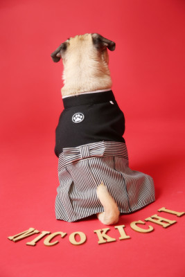 PhotoStudioLiange（リアンジュ湘南）の犬・猫・ペットの記念写真撮影