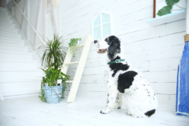 PhotoStudioLiange（リアンジュ湘南）の犬・猫・ペットの記念写真撮影